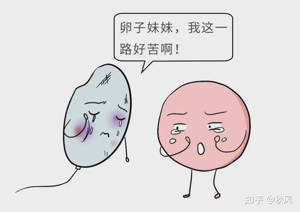 广州一商业机构为男性提供代孕服务被查：最低60万，可与客户共同生活_甲胎蛋